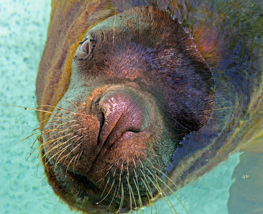 Primo piano Otaria, dallo zoo di Pistoia